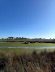 photo Prés Salés Ouest, découverte faune et flore