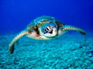 photo Soirée rencontre-Les tortues marines de la Réunion