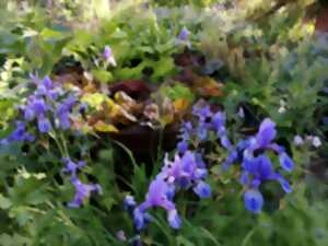 photo De jardins en jardins