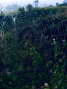 photo Chant des oiseaux