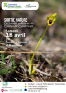 photo Orchidées précoces du Coteau de Casserouge