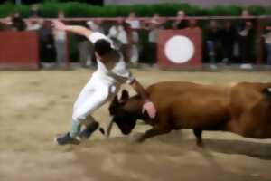 photo Courses de vaches