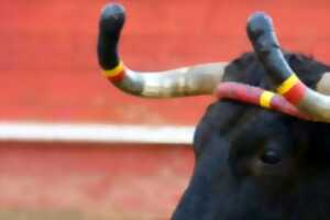 photo Course Landaise Festival