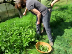 photo Plantes sauvages médicinales et préparation de plantes