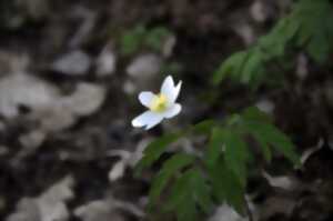 photo Entrez dans la ronde