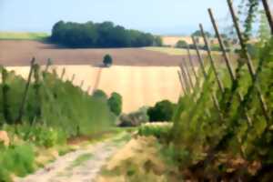 photo Visite estivale pédestre du Sentier du Houblon