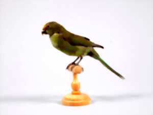 photo Café klatsch pavillon