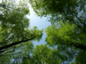 photo Sorties sylvo poétiques