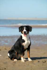 photo Démonstration de chiens sauveteurs aquatiques