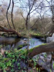 photo Sortie nature guidée dans la Réserve naturelle de la Baie de Canche