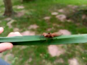 photo Club nature - Bestioles ! - 06/12 ans