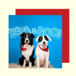 photo Cherche et trouve Yaya et Boo