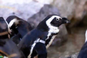 photo Visite guidée : Histoire de cacas
