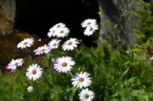 photo 30ème Foire aux plants