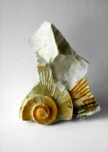 photo Pint of sciences : Les fossiles de Normandie et l’évolution des espèces