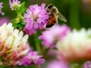 photo Cueillette, cuisine sauvage et jeux de groupe