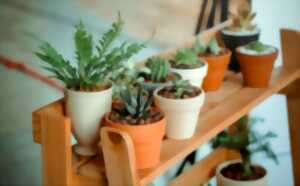 photo Vide grenier et vente de plantes