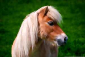 photo Balades en poney