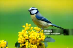 photo A la découverte des oiseaux, à la réserve départementale de biodiversité d'Argentat