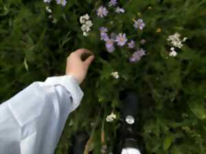 photo Dînette sauvage