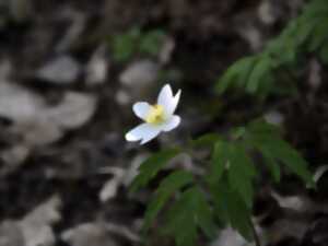 photo Entrez dans la ronde