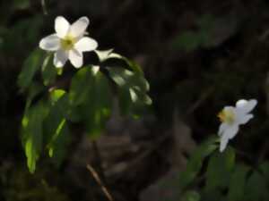 photo Le jardin vivant - Un écosystème