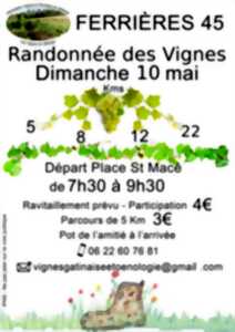photo Randonnée des Vignes