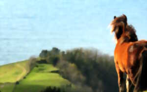 photo Randonnée accompagnée : A la découverte des pottoks, belvédère sur Saint-Jean-de-Luz