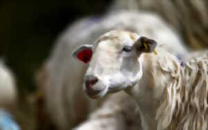 photo Randonnée accompagnée : A la découverte du fromage de brebis, des pâturages à la dégustation