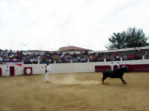 photo Découvrez la course landaise de l'intérieur avec un ambassadeur passionné