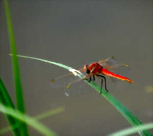 photo Les libellules du bocage