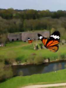 photo Papillon et Cie