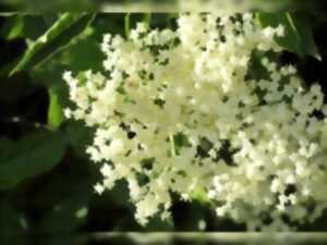 photo Atelier-balade pétillant de sureau avec Julia Maïer