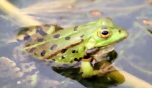 photo ABC, je suis la Rheine(ette) des Remparts