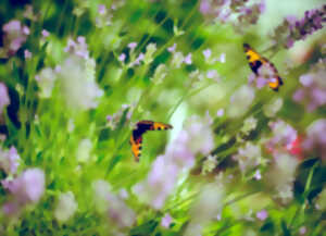 photo 15e Troc'plantes