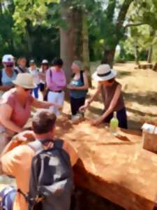 photo Les découvertes de Monta : Plantes sauvages et comestibles ( marais de la perge )