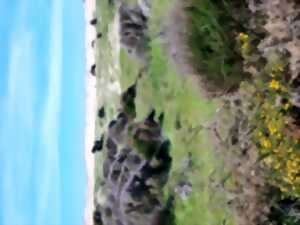 photo Les découvertes de Monta : découverte du milieu dunaire