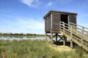 photo Sortie nature : les oiseaux d'eau