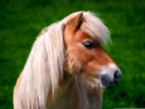 photo Balades en poney