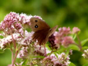 photo Les papillons de la réserve