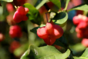 photo Couleurs d'automne