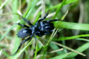 photo Cherchons les chaussettes de la mygale...