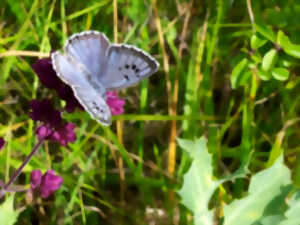 photo Sur la piste de Zoé, l'Azuré du serpolet!