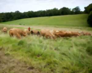 photo Plantes et Cie : le pâturage régénératif à Saint-Cirgues