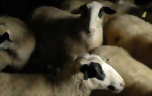 photo Plantes et Cie : marche avec les brebis à Gorses