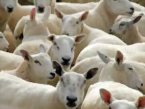 photo DE FERME EN FERME PIÈGE, LAURAGAIS, RAZÈS