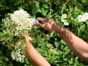 photo Balade-cueillette & initiation à la cuisine sauvage