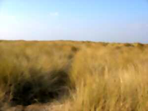 photo Sortie nature : Les dunes, en soirée