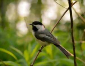 photo SORTIE CHANTS D'OISEAUX