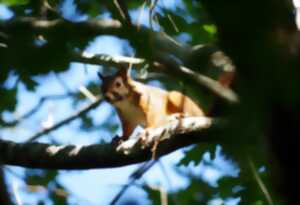 photo Balade nature : Entre courant et forêt